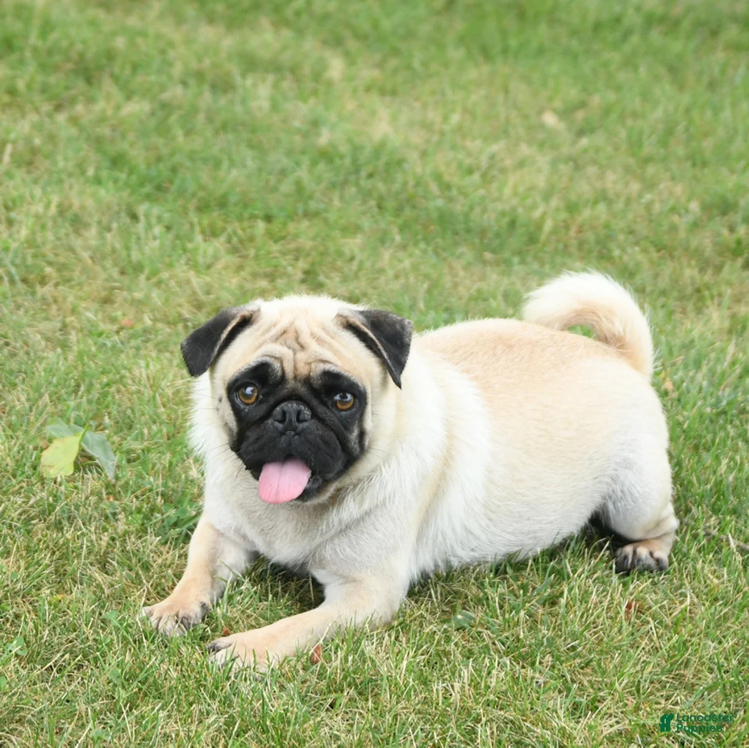 Puggle dogs for sale: Chloe - Ad 6