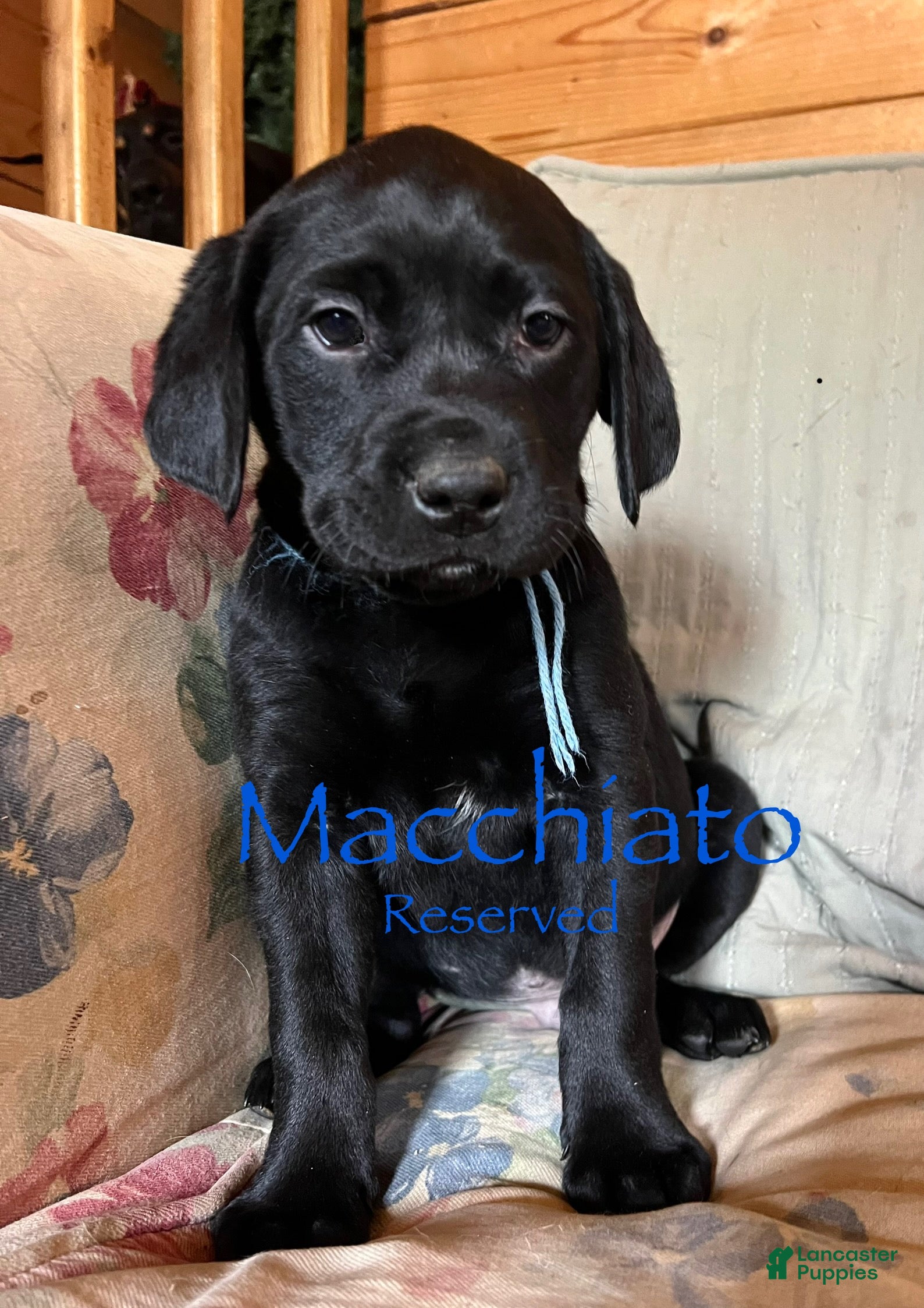 Labrador Retriever dogs Macchiato  - Ad 25
