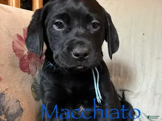 Labrador Retriever dogs Macchiato - Ad 25
