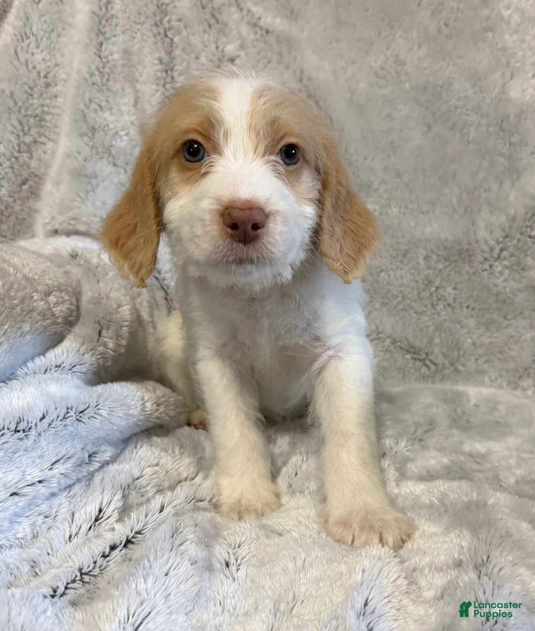 Mixed Breed dogs for sale: Alex - Ad 2