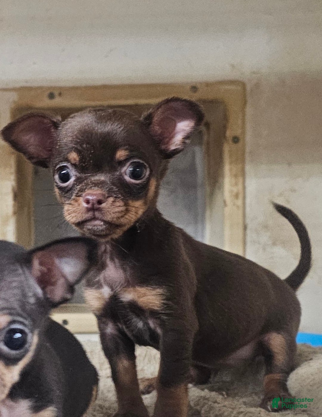 Chihuahua dogs for sale: Trixie - Ad 1
