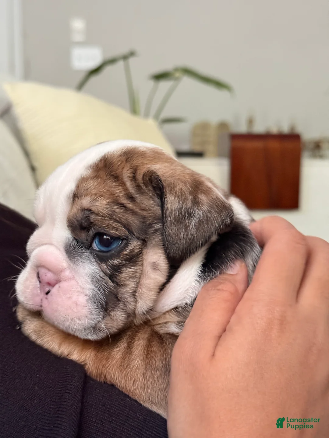 English Bulldog dogs for sale: Wilmington - Ad 2