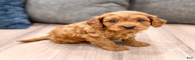 Duke