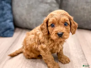 Cavapoo dogs for sale: Duke - Ad 1
