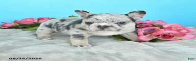  Tara