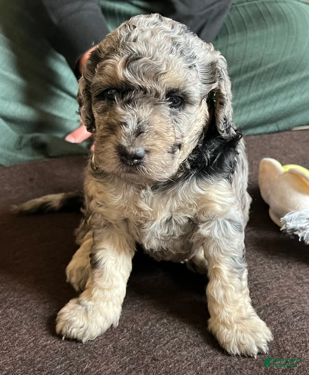 Mini Goldendoodle dogs for sale: Blossom Mini Goldendoodle Puppy  - Ad 1