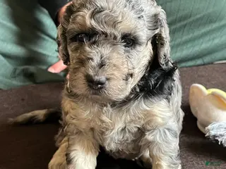 Mini Goldendoodle dogs for sale: Blossom Mini Goldendoodle Puppy - Ad 1