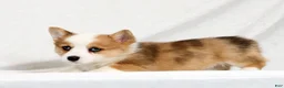 Welsh Corgi Pembroke dogs for sale: Fern - Ad 2
