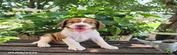 English Springer Spaniel dogs for sale: Willow - Ad 1