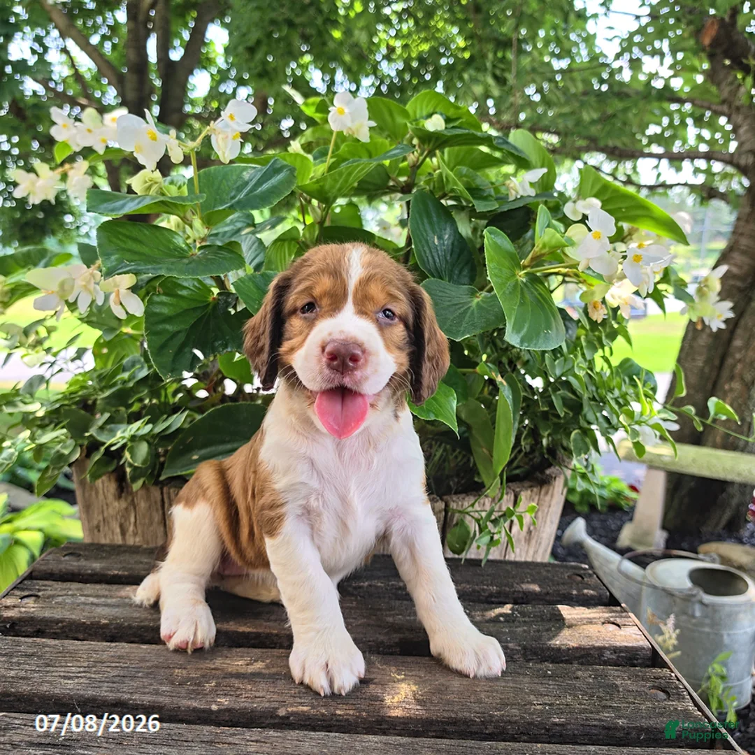 English Springer Spaniel dogs for sale: Willow - Ad 1