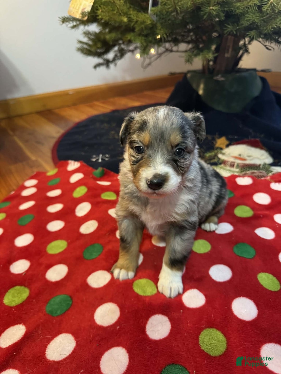 Australian Shepherd dogs for sale: Frost - Ad 2