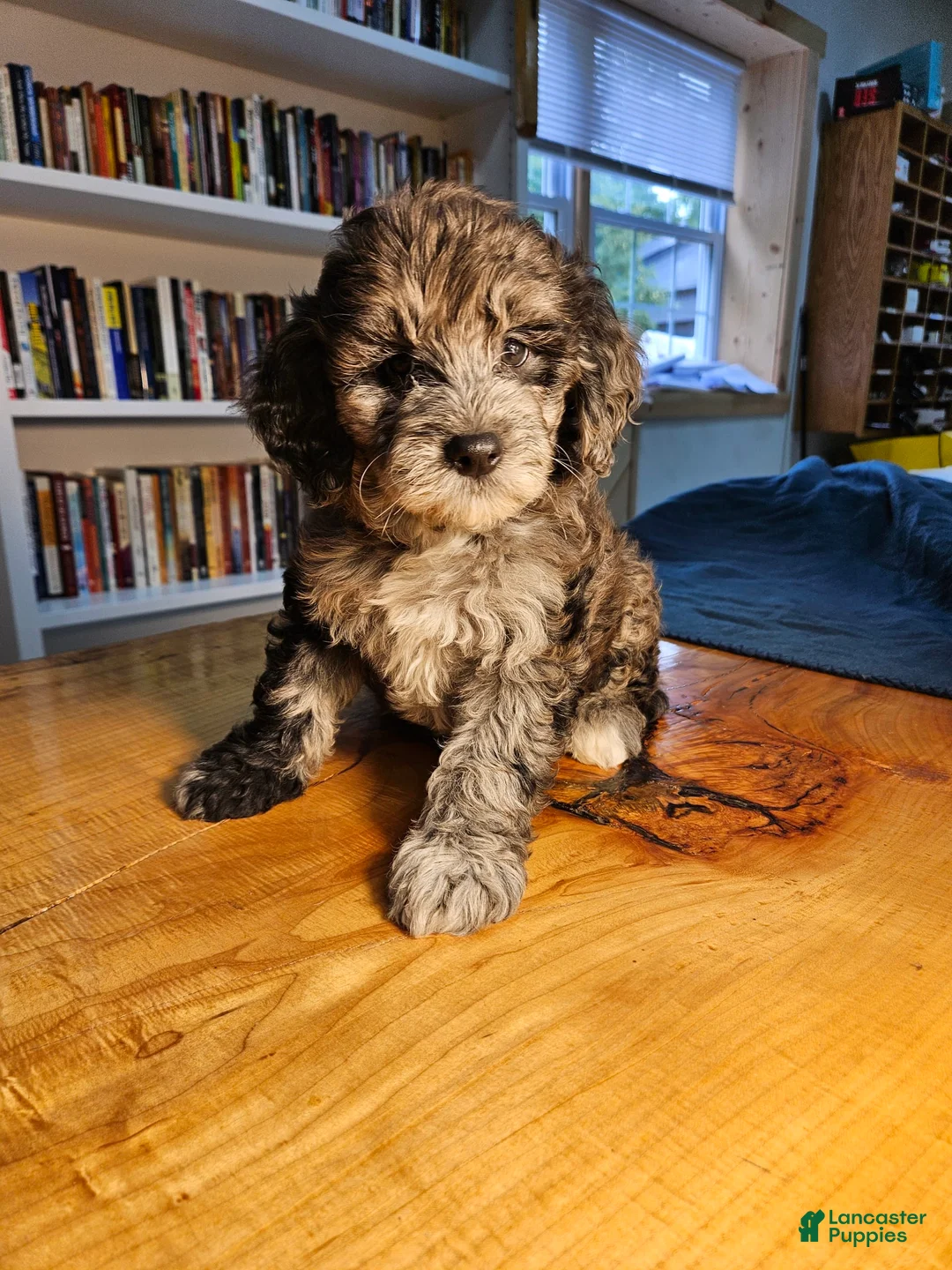 Mixed Breed dogs for sale: Cocoa - Ad 7