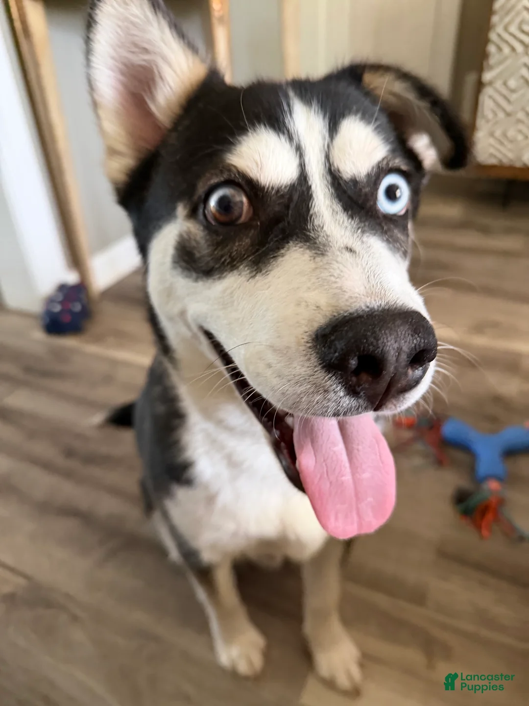 Mixed Breed dogs for sale: Archie  - Ad 2