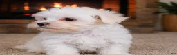 Maltese dogs for sale: Milo - Ad 7