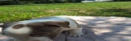 American Bully dogs for sale: American Bully 1 - Ad 22