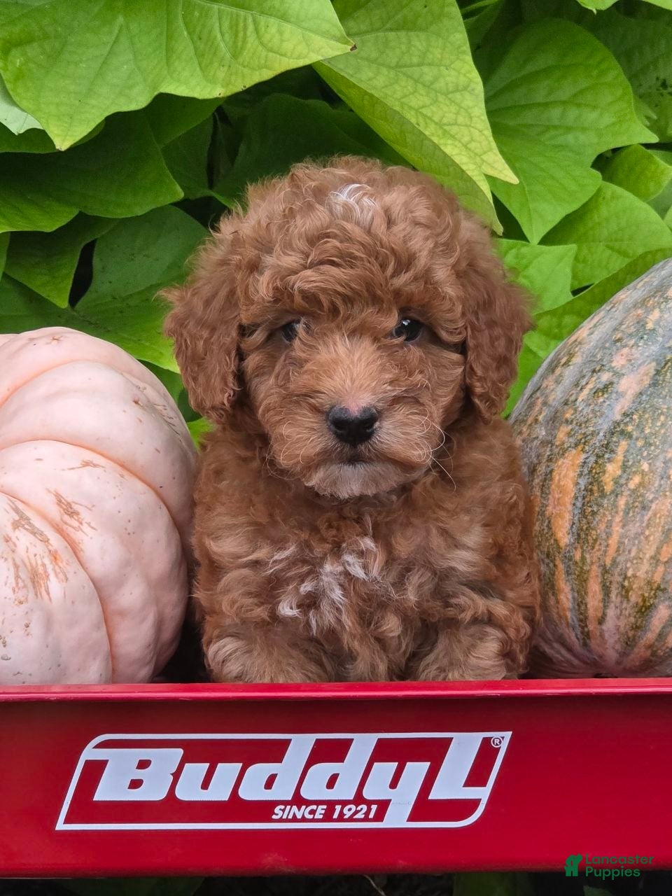 Mini Goldendoodle dogs Ginger  - Ad 1