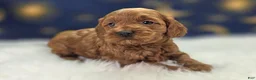 Cockapoo dogs for sale: Glaze - Ad 15