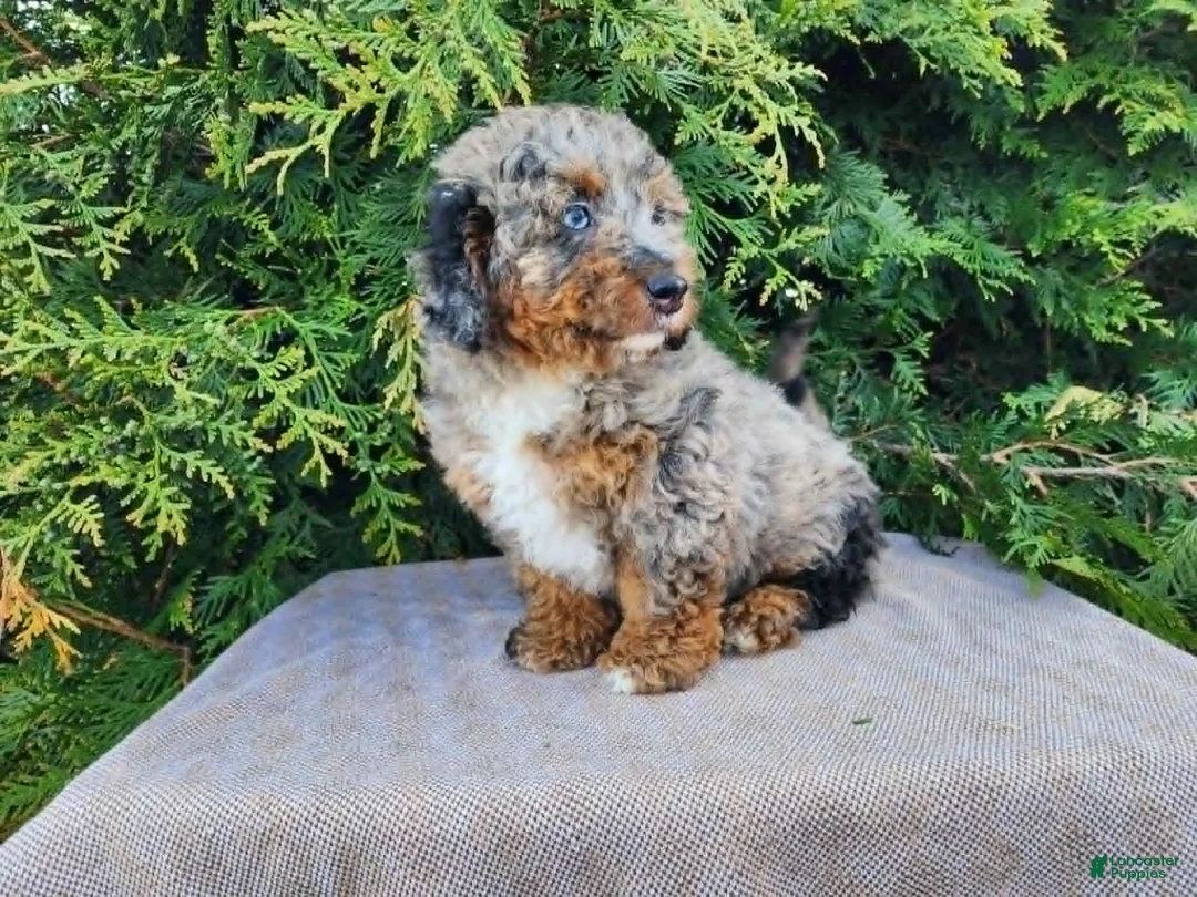 Mini Bernedoodle dogs for sale: Lettie - Ad 2