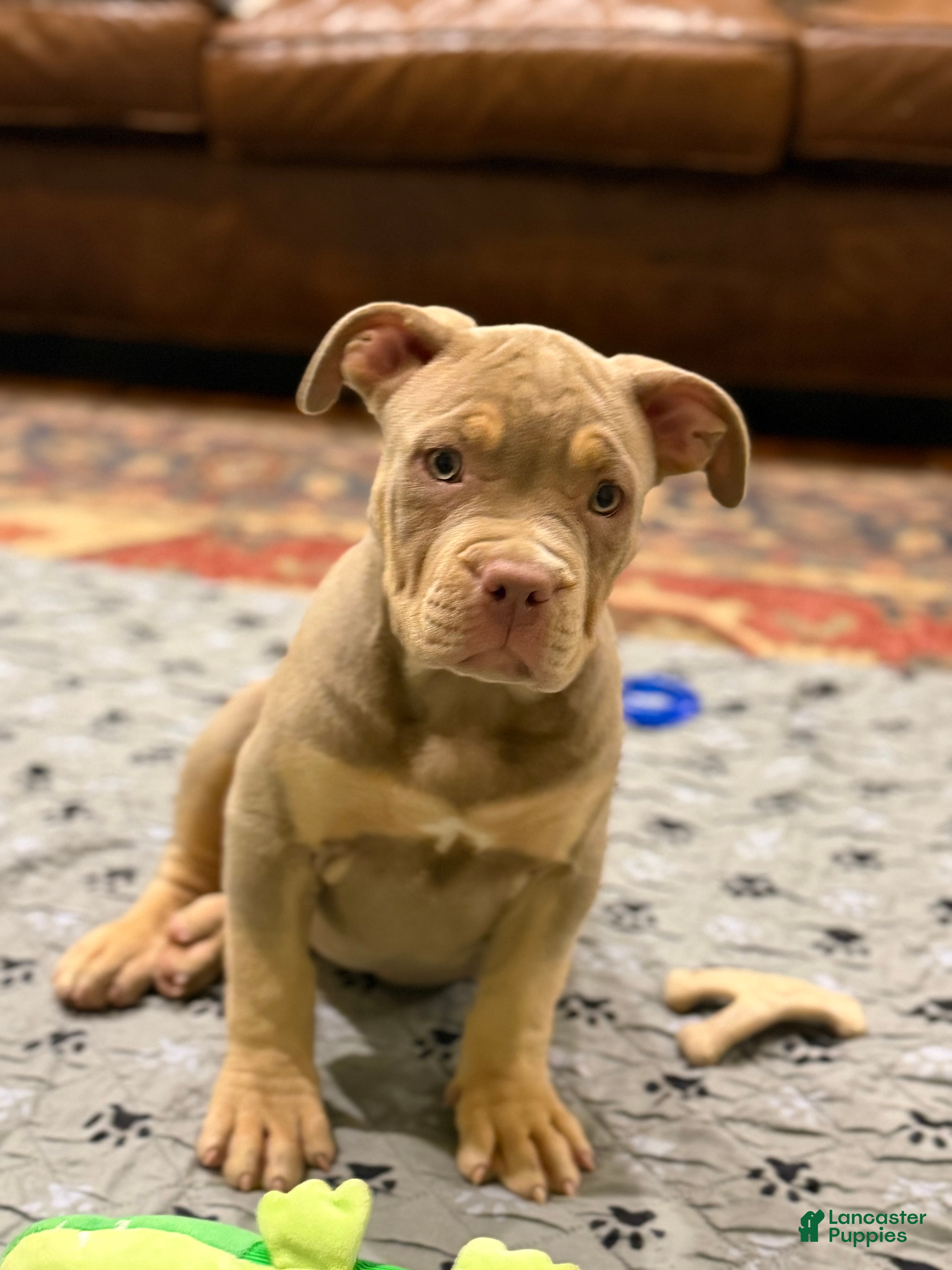 American Bully dogs for sale: Milly - Ad 2