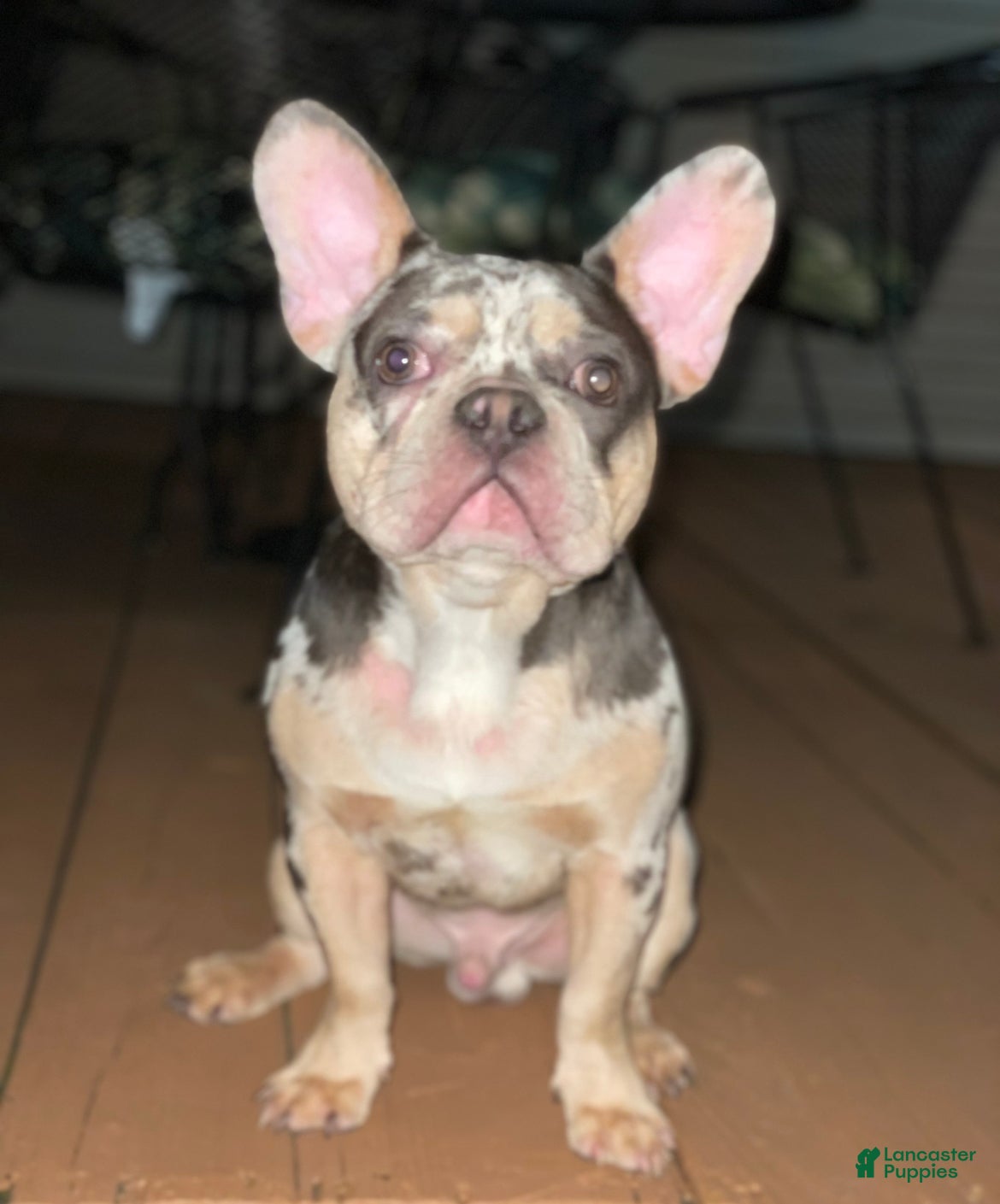 French Bulldog dogs French Bulldog 1 - Ad 1