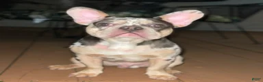 French Bulldog 1