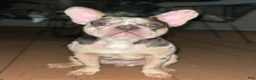 French Bulldog dogs for sale: French Bulldog 1 - Ad 1