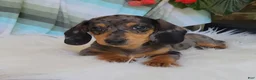 Miniature Dachshund dogs for sale: Trigger  - Ad 8