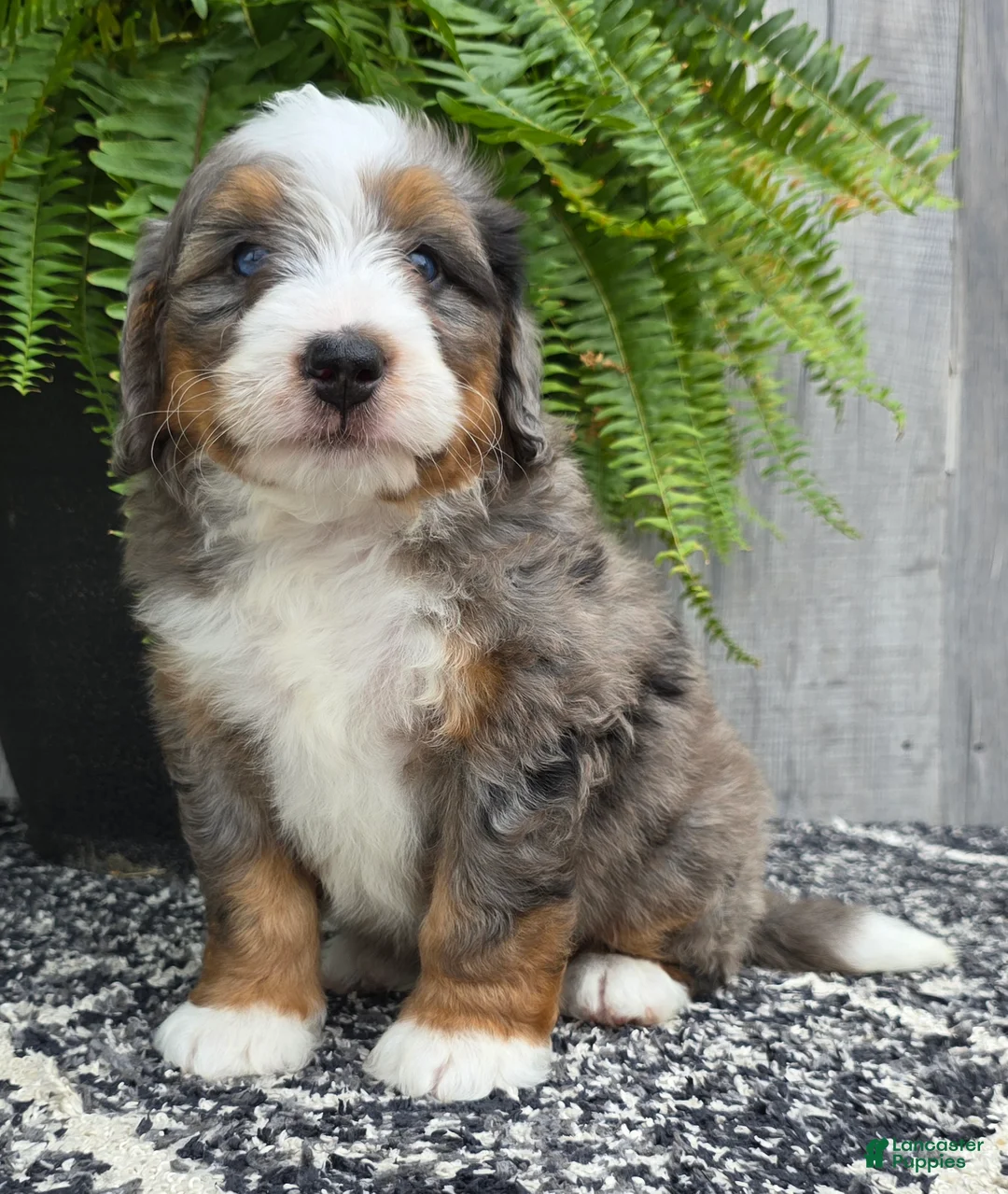 Mini Bernedoodle dogs for sale: Mini Knox - Ad 2