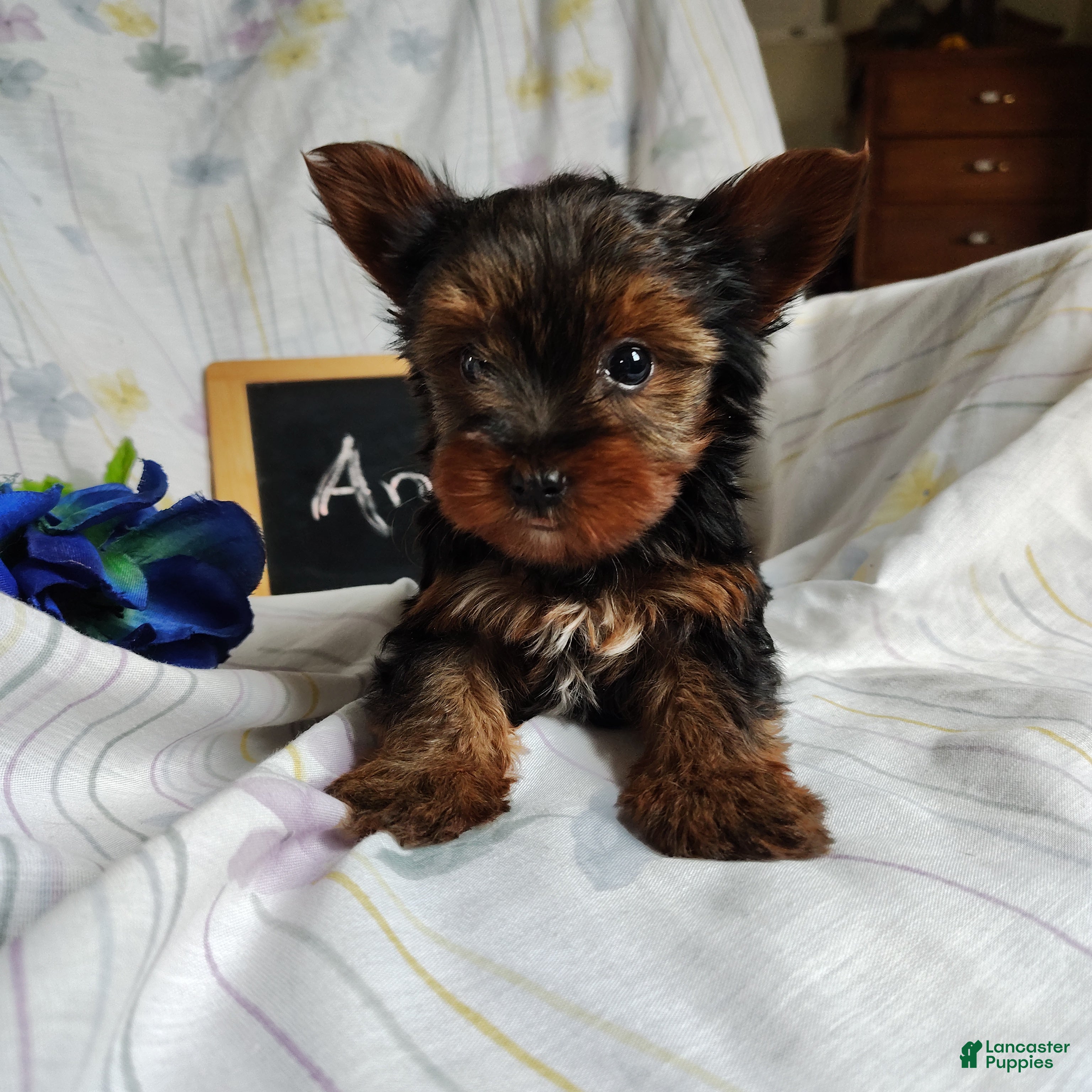 Yorkshire Terrier dogs Andy - Ad 29