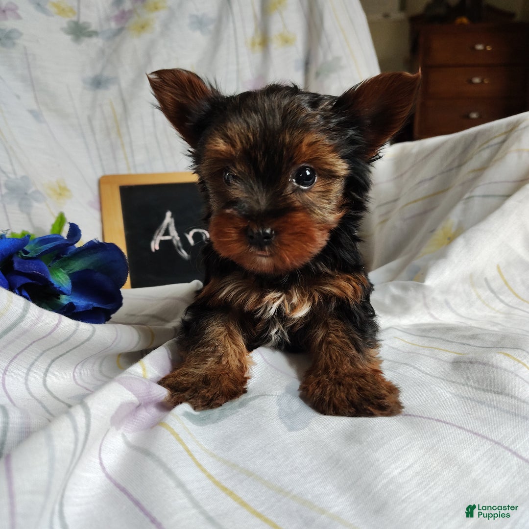 Yorkshire Terrier dogs for sale: Andy - Ad 1