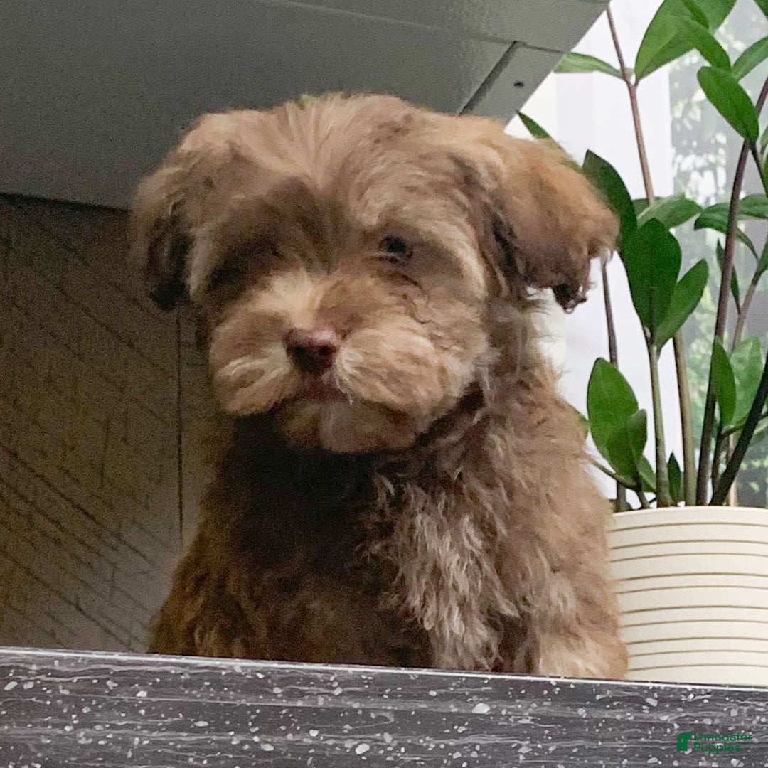 Havanese dogs for sale: Cody - Ad 3