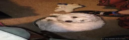 Mixed Breed dogs for sale: Liliah  - Ad 3