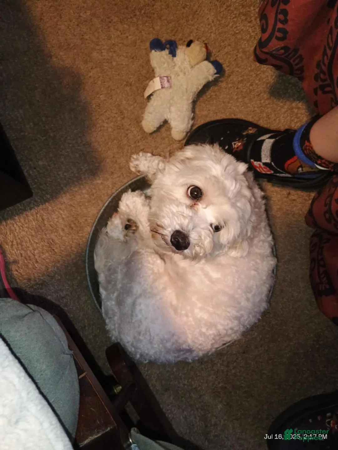 Mixed Breed dogs for sale: Liliah  - Ad 3