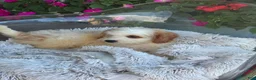 Mini Bernedoodle dogs for sale: Bailey - Ad 9