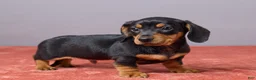 Miniature Dachshund dogs for sale: Kyle - Ad 4