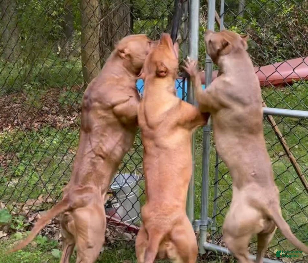 American Pit Bull Terrier dogs for sale: American Pit Bull Terrier Puppy 4 - Ad 8