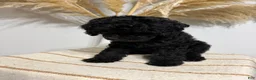 Mini Goldendoodle dogs for sale: Black Girl 1 - Ad 4