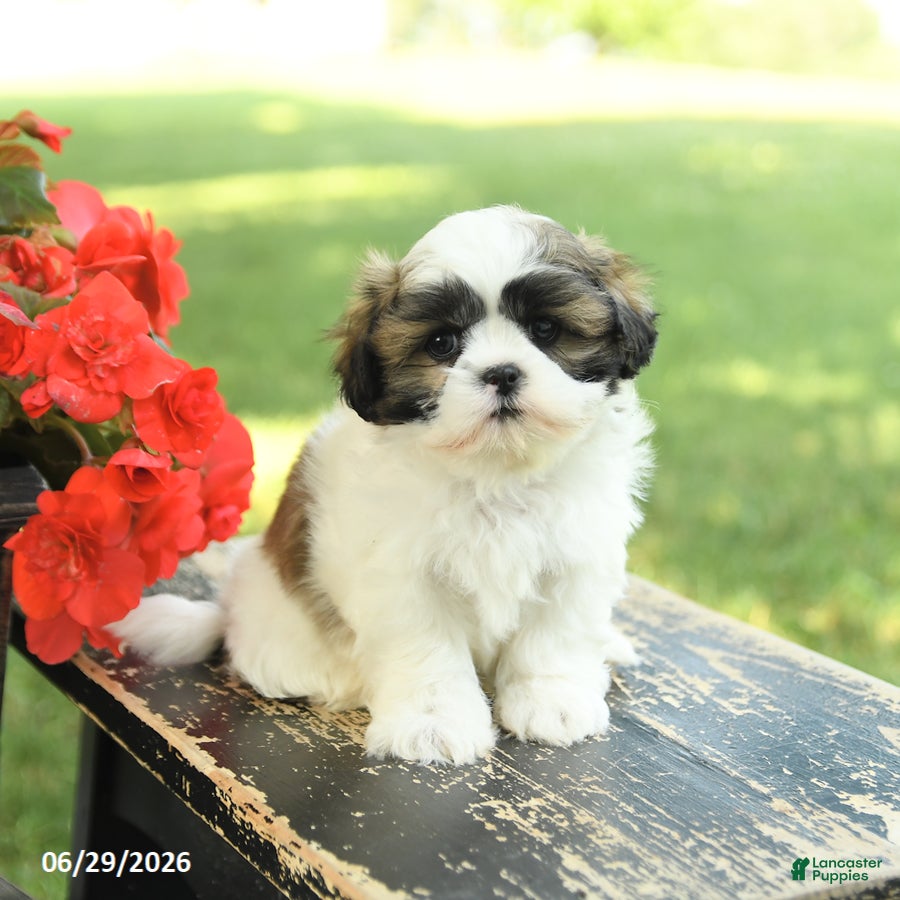 Shih Tzu dogs Lucky - Ad 1