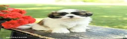 Shih Tzu dogs for sale: Lucky - Ad 1