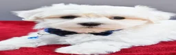 Maltese dogs for sale: Domino - Ad 4