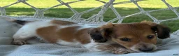 Miniature Dachshund dogs for sale: Bobby - Ad 11