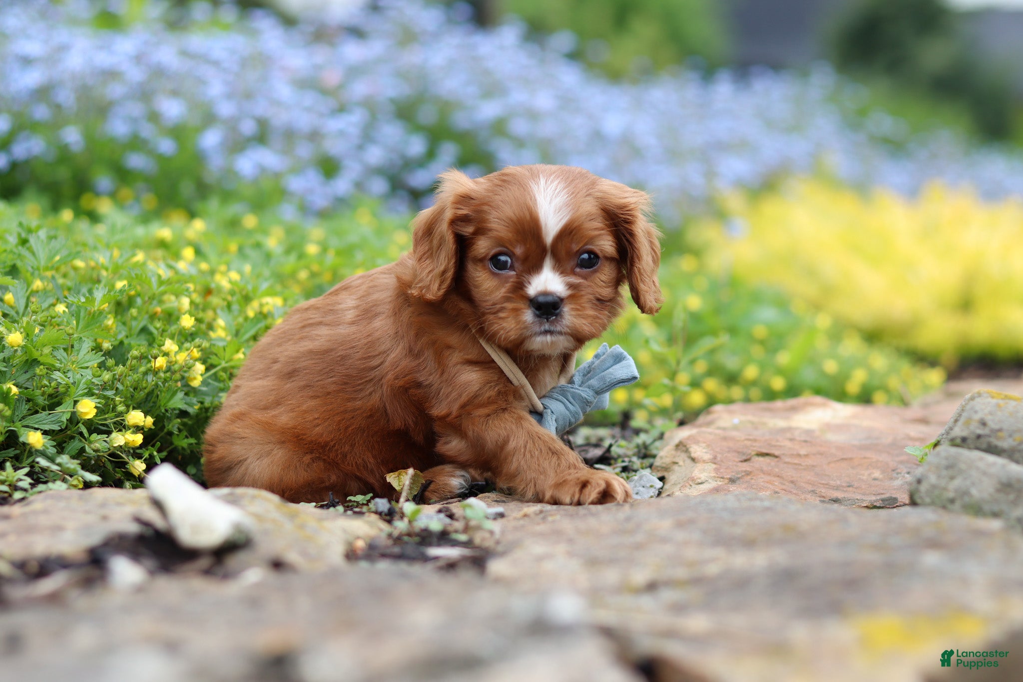 Cavalier King Charles Spaniel dogs Mr. Bentley - Ad 2
