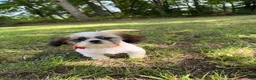 Shih Tzu dogs for sale: Duke - Ad 3