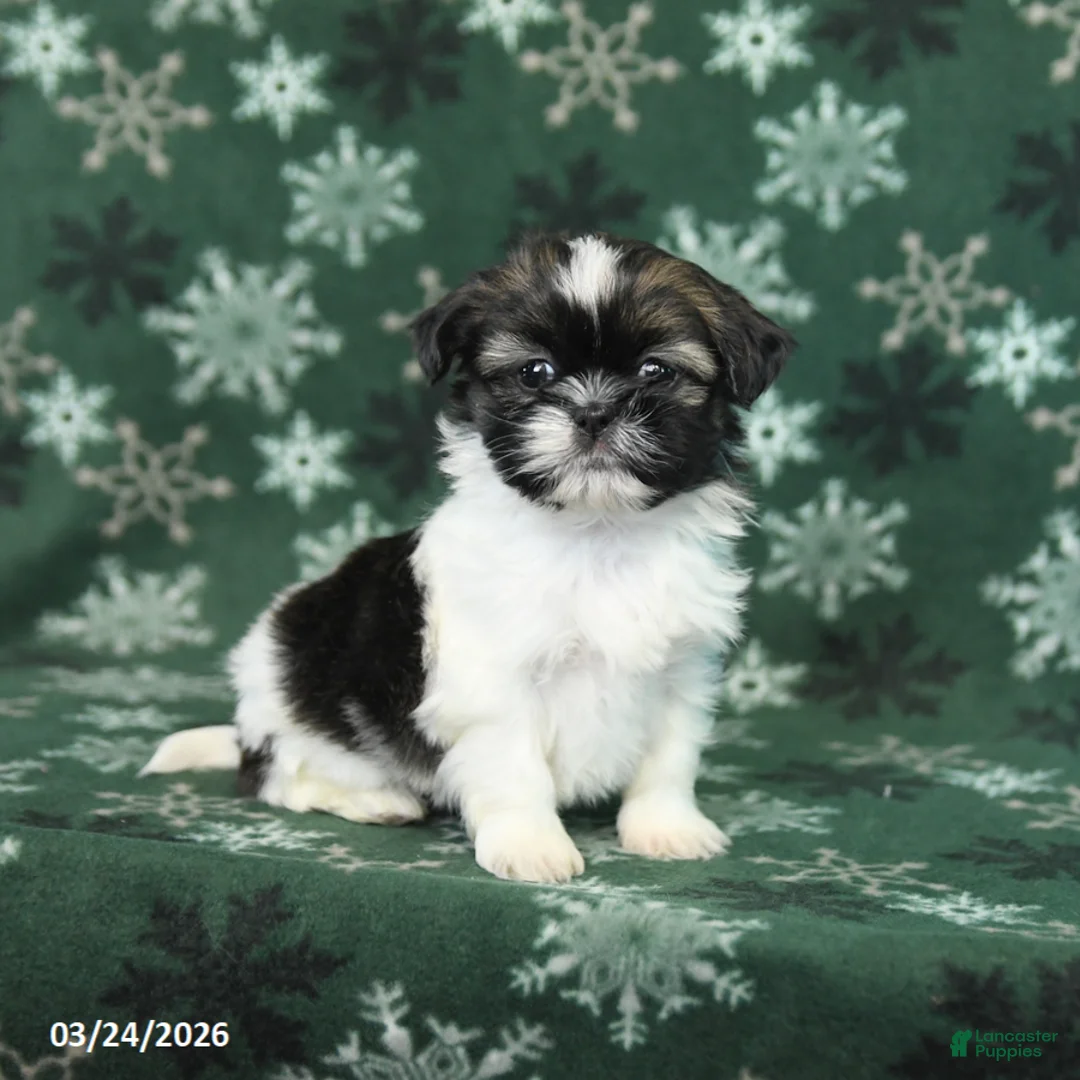 Shih Tzu dogs for sale: Tiny - Ad 2