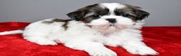 Shih Tzu dogs for sale: Ruger - Ad 8