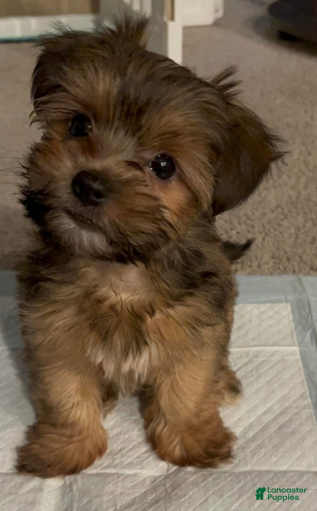 Mixed Breed dogs for sale: Mixed Breed Puppy 1 - Ad 4