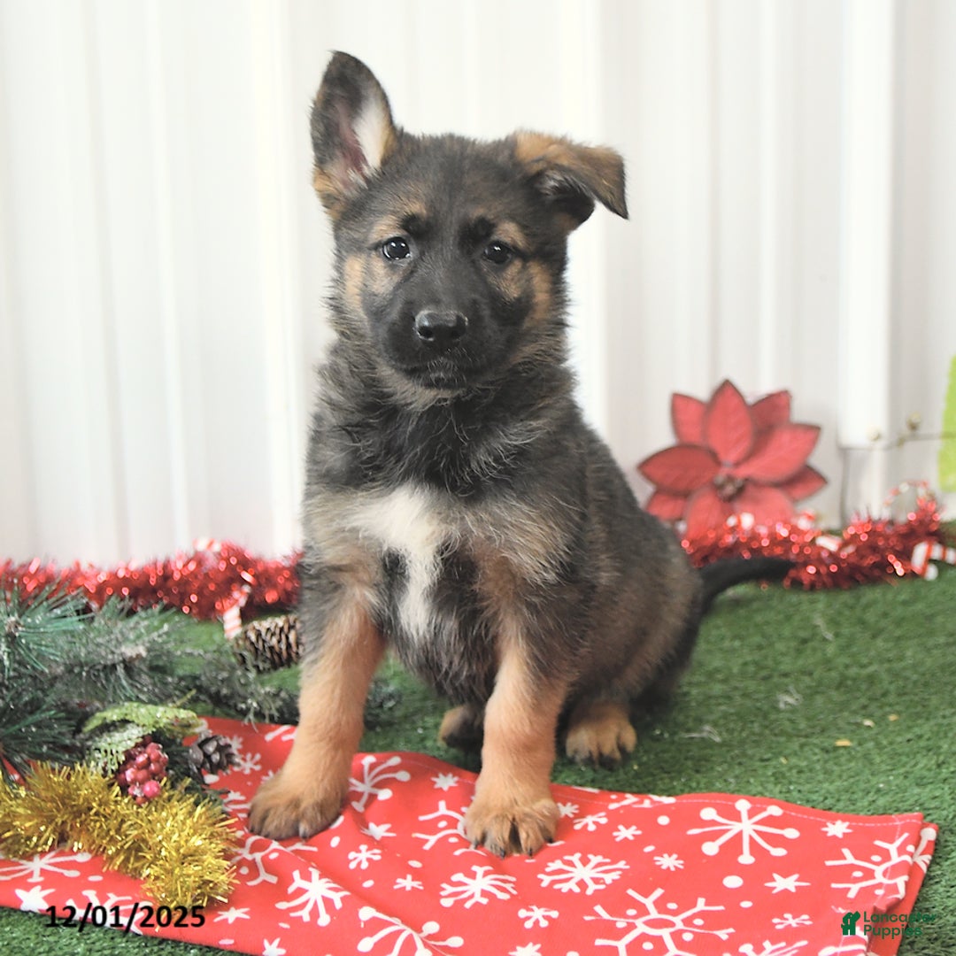 German Shepherd dogs for sale: Awsome - Ad 3