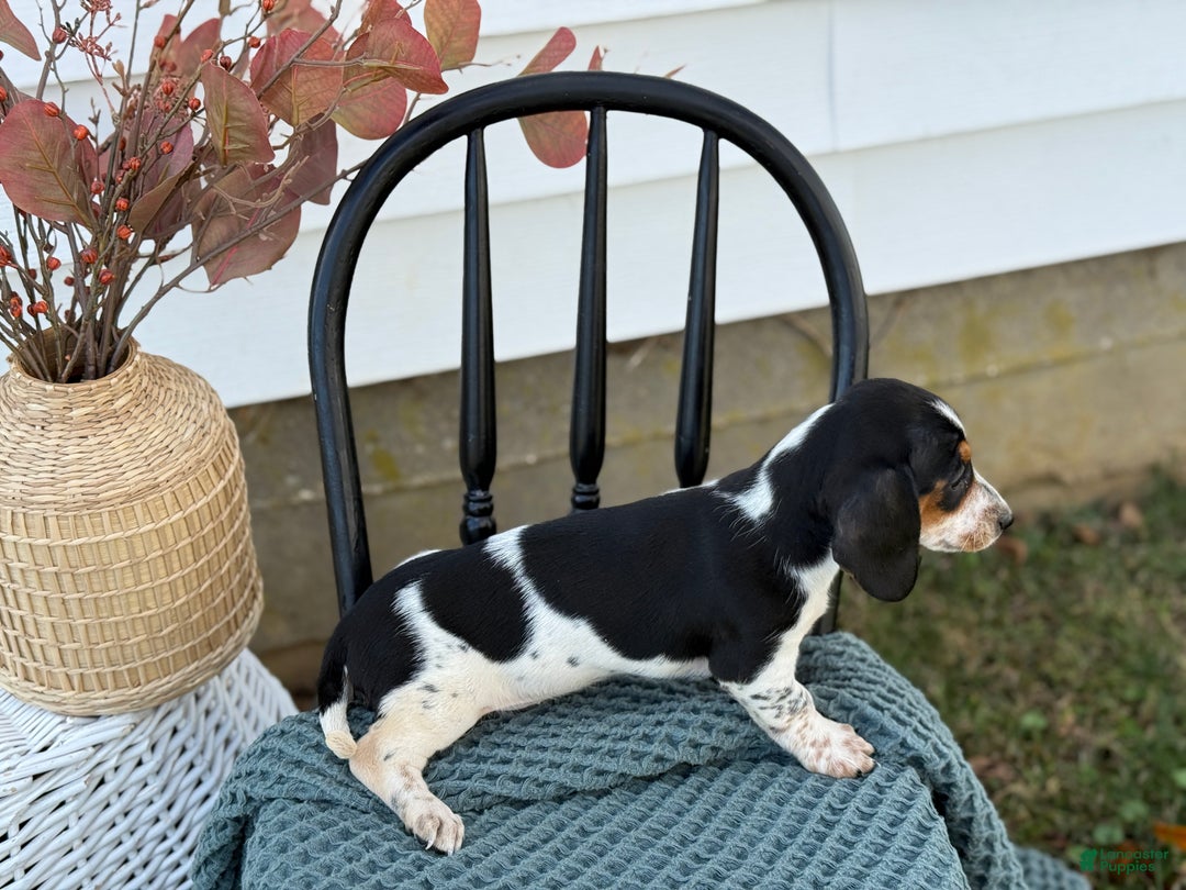 Miniature Dachshund dogs for sale: Tessie - Ad 3