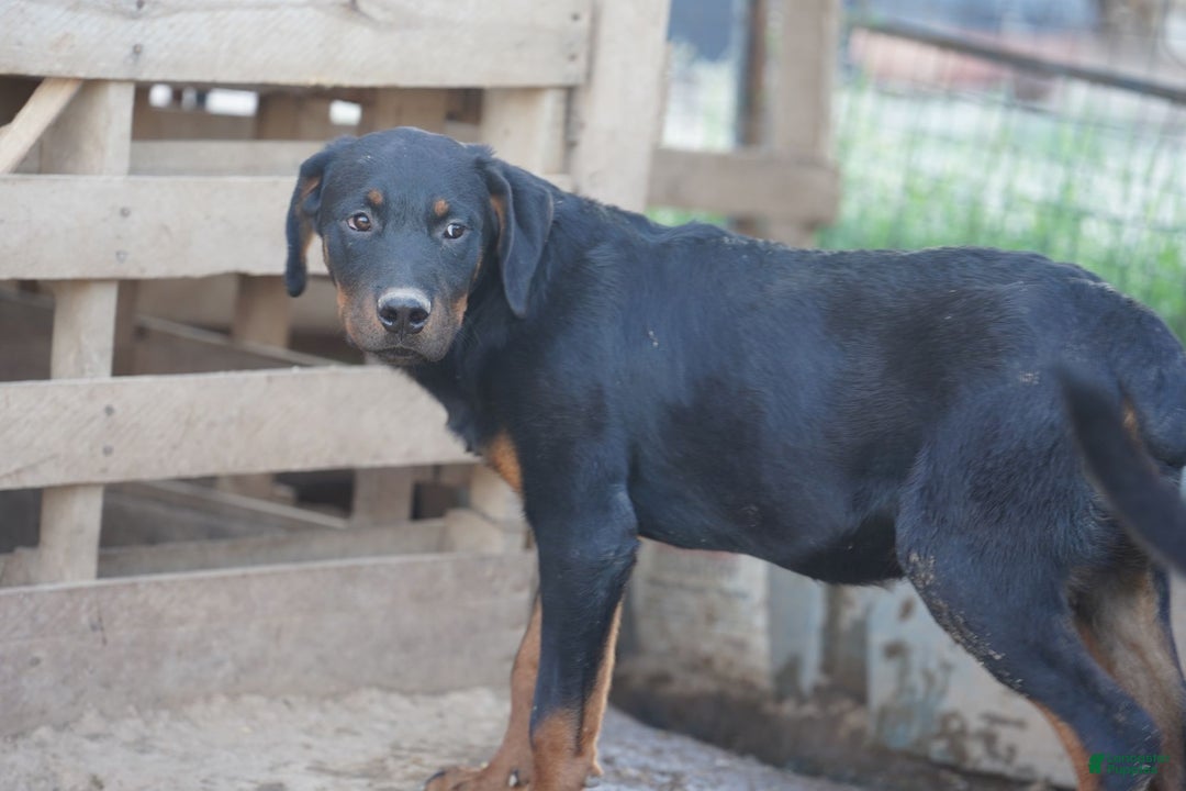 Rottweiler dogs for sale: Raja M2 - Ad 3