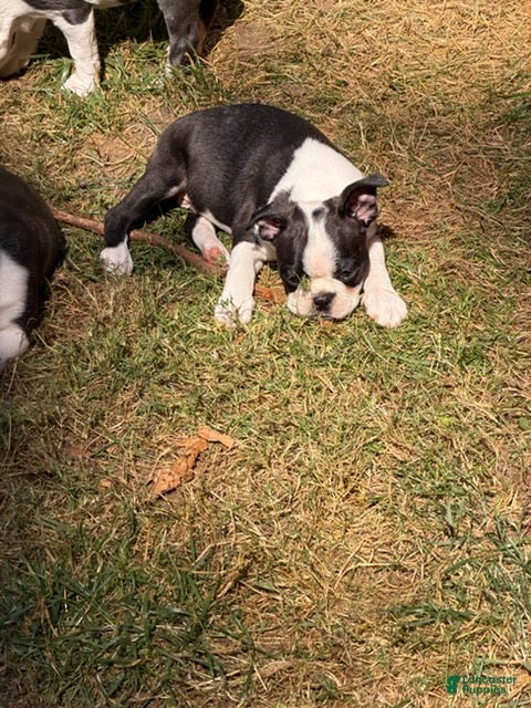 Boston Terrier dogs Joseph - Ad 2
